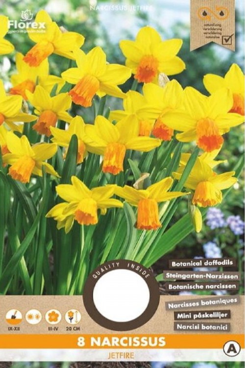 Jetfire Narcissus - Daffodil Bulbs 8pcs.