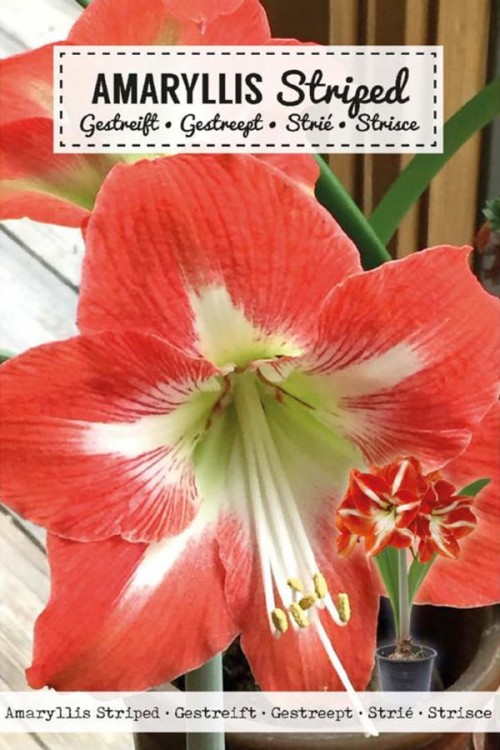 Amaryllis Red-White - Hippeastrum bulb