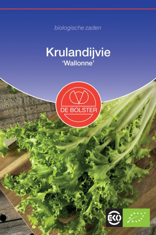Wallonne curly endive organic seeds