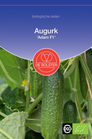 Adam F1 Augurk organic seeds