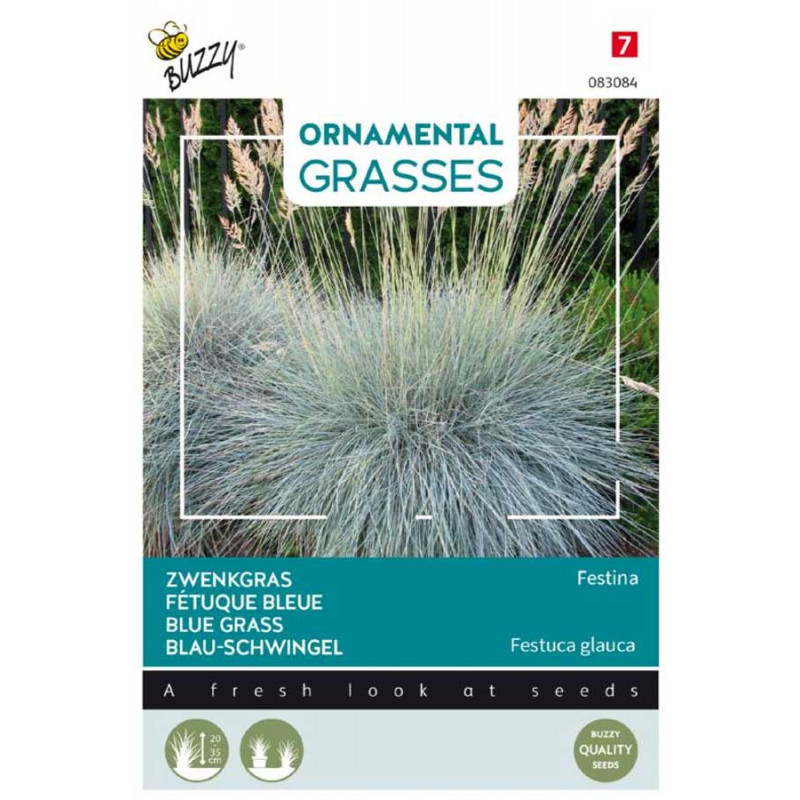Festina Blue grass seeds Ornamental Seeds • Tuinzaden.eu