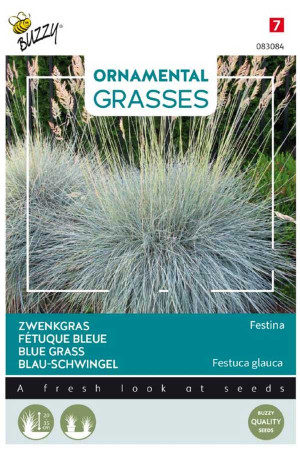 Festina Blue grass seeds