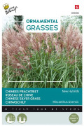 New Hybrids Chinese Silver grass seeds
