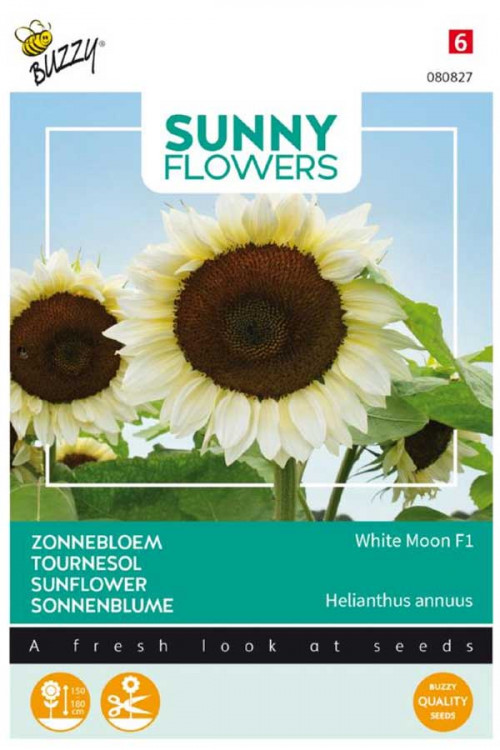 White Moon F1 Sunflower Helianthus seeds