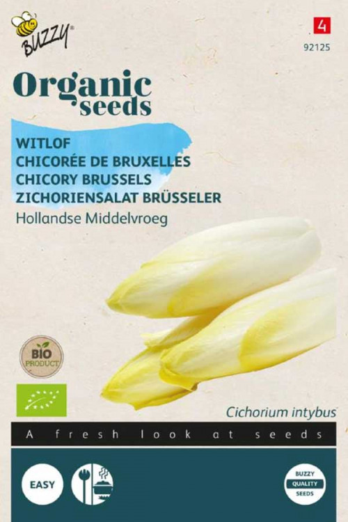 Dutch Middle Early Chicory Organic seeds
