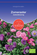 Double-flowered Aster Organic seeds