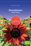 Velvet Queen Sunflower Organic seeds