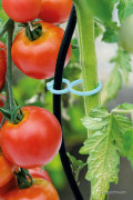 Tomaten clips 15st SOGO
