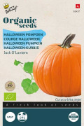Jack O'lantern Pumpkin Organic seeds