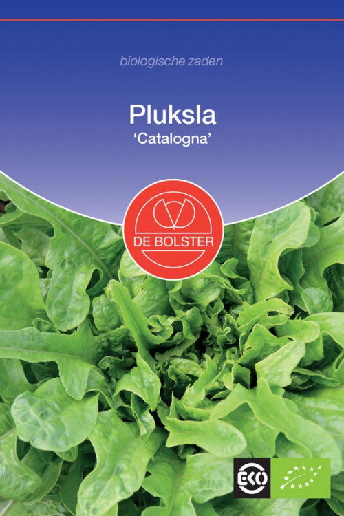 Catalogna lettuce organic seeds