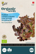 Red Salad bowl Leaf Lettuce Organic seeds