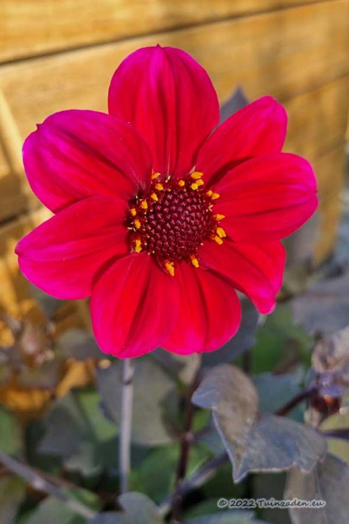 Dahlia Happy Single Romeo red - Single flowered