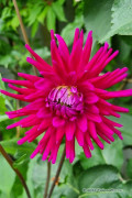 Dahlia Orfeo roze - Cactus