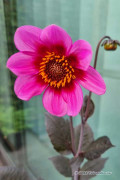 Dahlia Happy Single Wink pink - Single flowered
