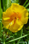 Yukon Gold California Poppy Eschscholzia seeds