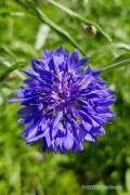 Blue Ball Centaurea Korenbloem zaden