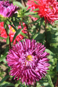 Double-flowered Aster Organic seeds