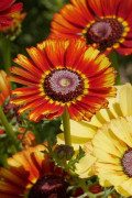 Flame Shades Painted Daisy Organic seeds
