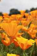 Orange California Poppy Organic seeds