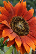 Velvet Queen Sunflower Organic seeds
