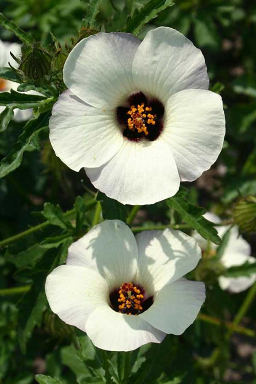 Flowerofanhour Hibiscus Organic seeds Other • Tuinzaden.eu