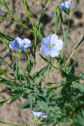 Blue Flax Organic seeds