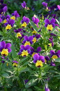Pansy Tricolor Organic Seeds