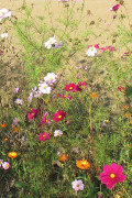 Field flower mixture organic seeds