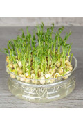 Green Peas Organic Sprouting Seeds