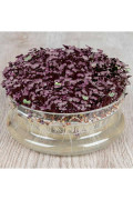 Sango Purple Radijskers biologische zaden