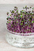 Red Cabbage Organic Sprouting Seeds