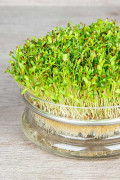 Alfalfa Kiemgroente biologische zaden