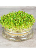 Alfalfa Organic Sprouting Seeds