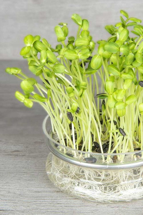 Sunflower Organic Sprouting Seeds Sprouts Microgreens • Tuinzaden.eu