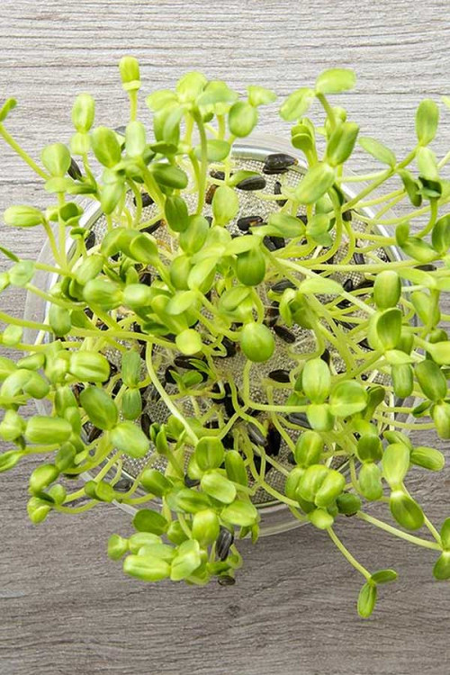 Sunflower Organic Sprouting Seeds Sprouts Microgreens • Tuinzaden.eu