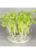 Sunflower Organic Sprouting Seeds