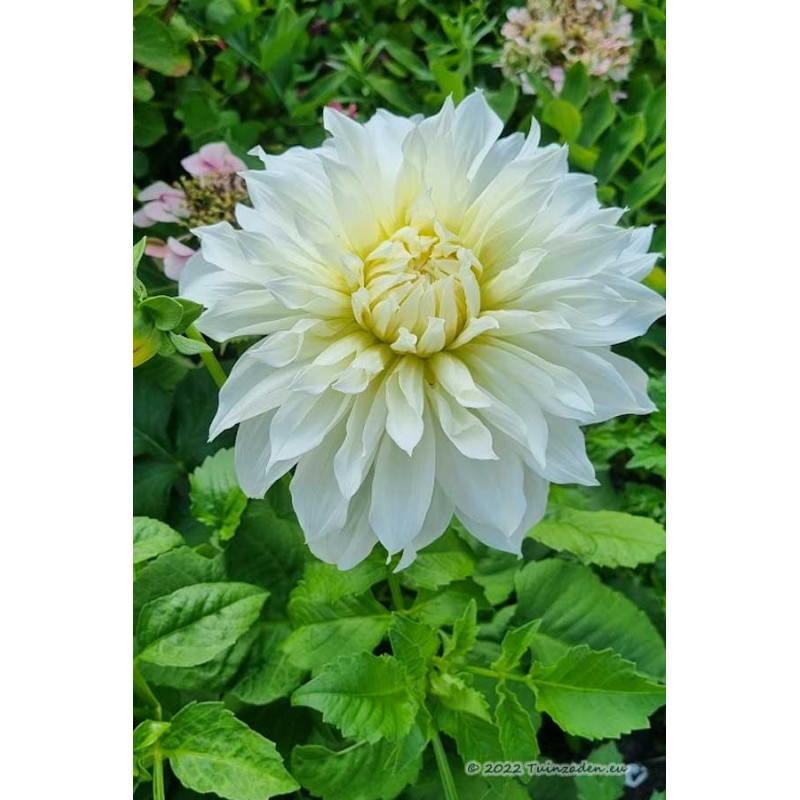 Dahlia Dinnerplate Fleurel wit Decoratief Dahlias kopen? Tuinzaden.eu