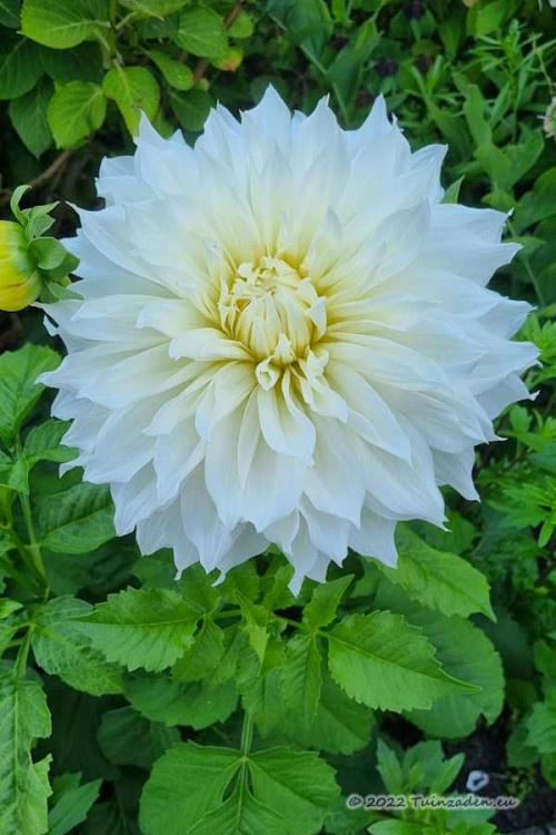 Dahlia Dinnerplate Fleurel wit Decoratief Dahlias kopen? Tuinzaden.eu