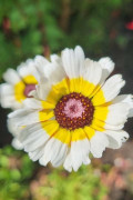 Painted Daisy Chrysanthemum seeds
