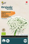 The Giant Toothpick Flowers seeds Organic