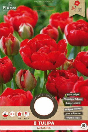 Miranda Tulips - Flower...