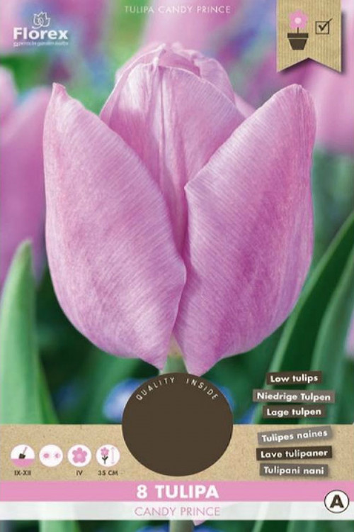 Candy Prince Tulips - Flower Bulbs 8pcs.
