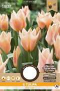 Für Elise Tulips - Flowerbulbs 8 pcs.