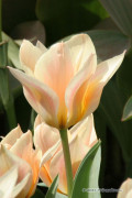 Für Elise Tulips - Flowerbulbs 8 pcs.