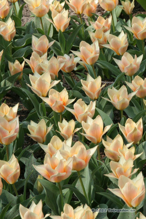 Für Elise Tulips -...