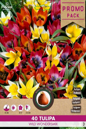MIX Wild Wonders - 40 Tulip...