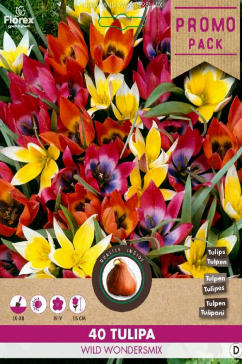 MIX Wild Wonders - 40 Verwilderings Tulpenbollen Grootverpakking