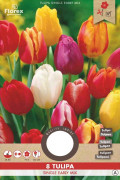 Single Early Tulips Mixed - Flower Bulbs 8pcs