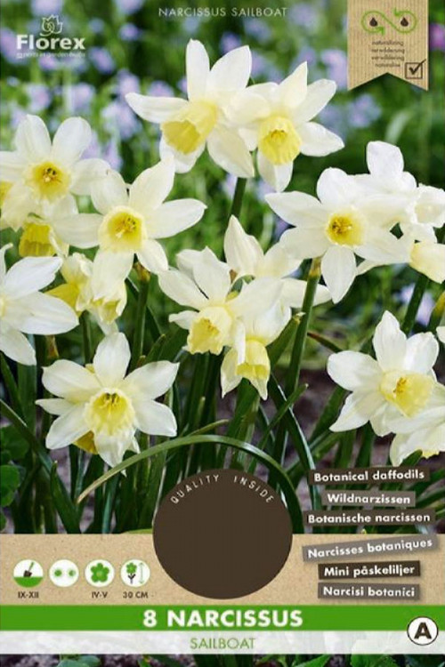 Sailboat Narcissus - Daffodil Bulbs 8pcs.