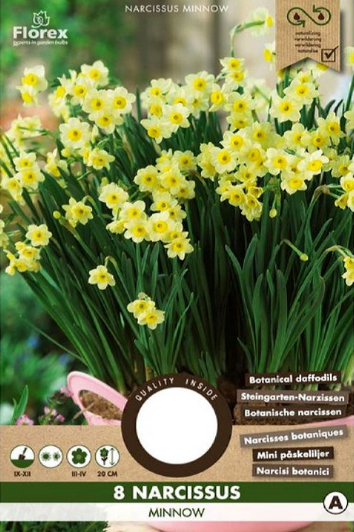 Minnow Narcissus - Daffodil Bulbs 8pcs.
